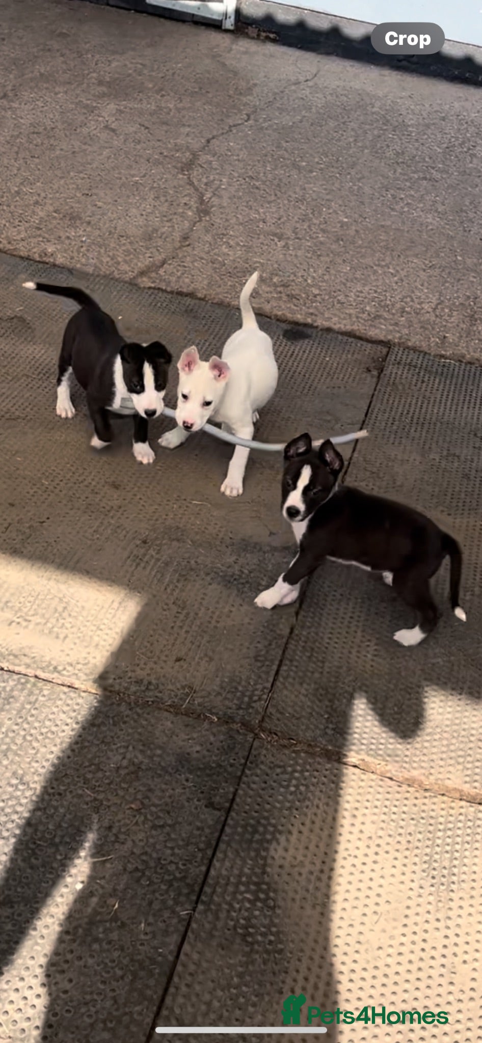 Mixed Breed dogs READY TO LEAVE Husky x American bulldog puppies  - Advert 1