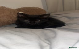 Ragdoll cats for sale: Kitten  - Image 2