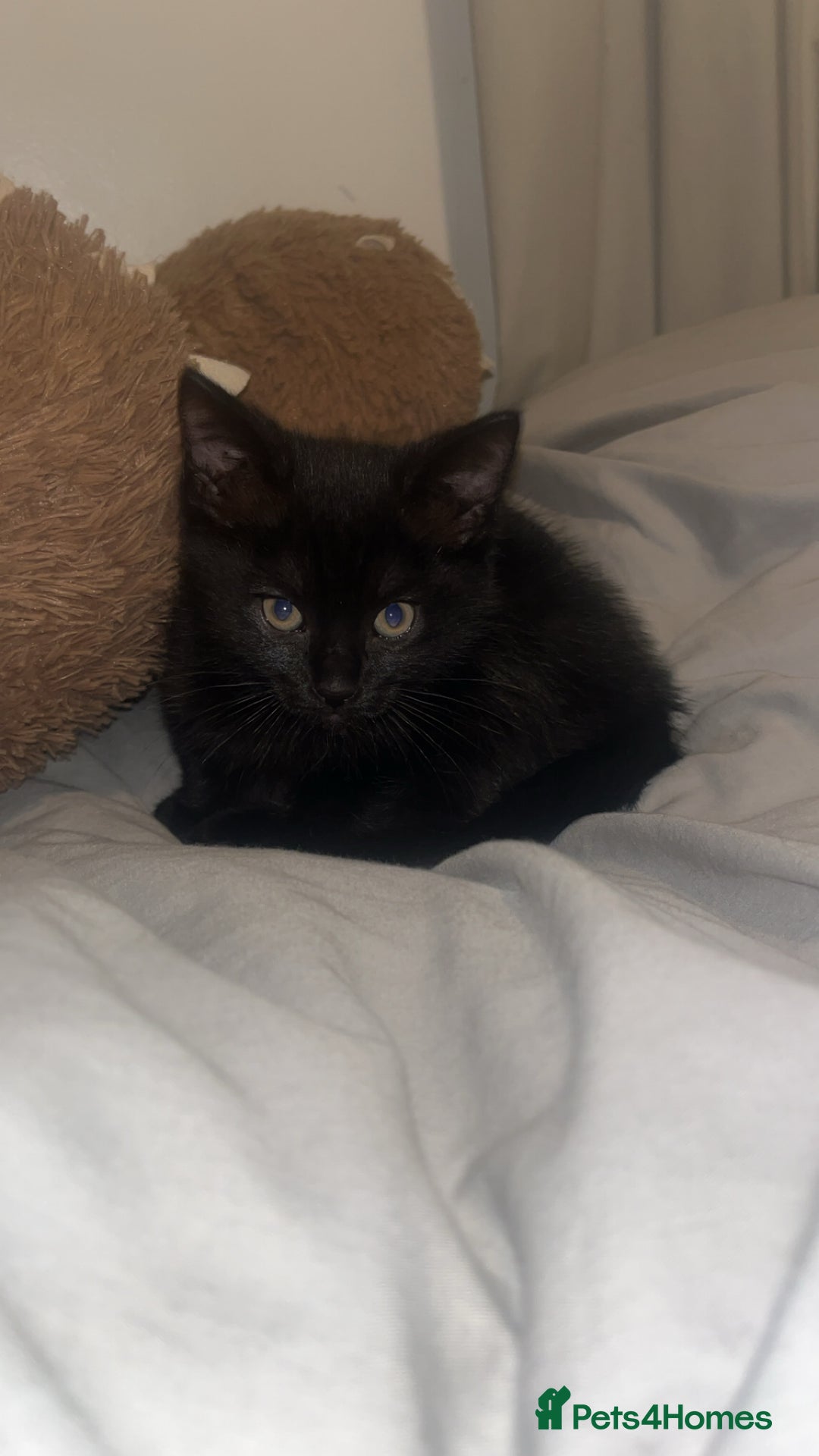 Ragdoll cats for sale: Kitten  - Image 2