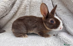 Rex rabbits for sale: stunning baby girl mini rex  - Image 12