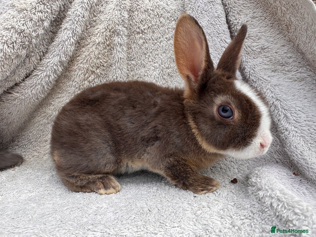 Rex rabbits for sale: stunning baby girl mini rex  - Image 12