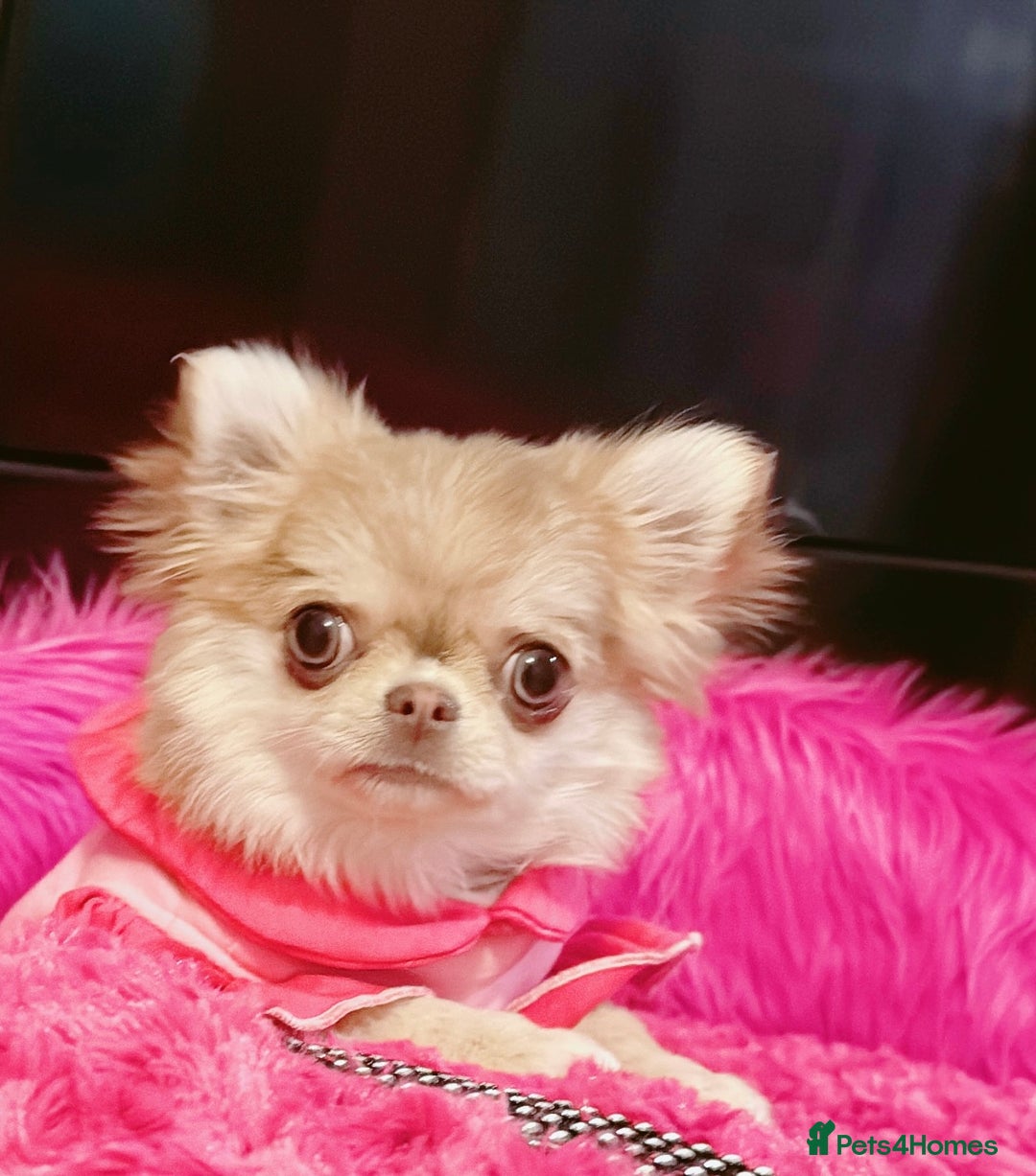 Chihuahua dogs for sale: Long haired chihuahua girl  - Advert 4