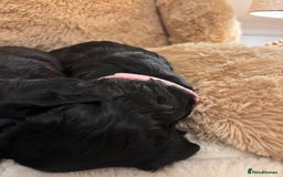 Mixed Breed dogs for sale: Cocker Sproodle Puppies ready 16/12 - Advert 20