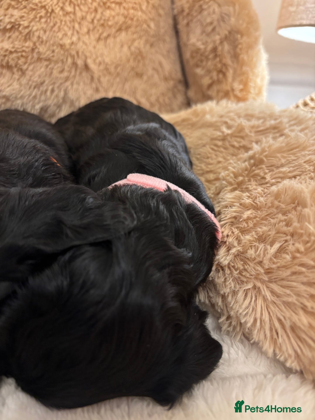 Mixed Breed dogs for sale: Cocker Sproodle Puppies ready 16/12 - Advert 20