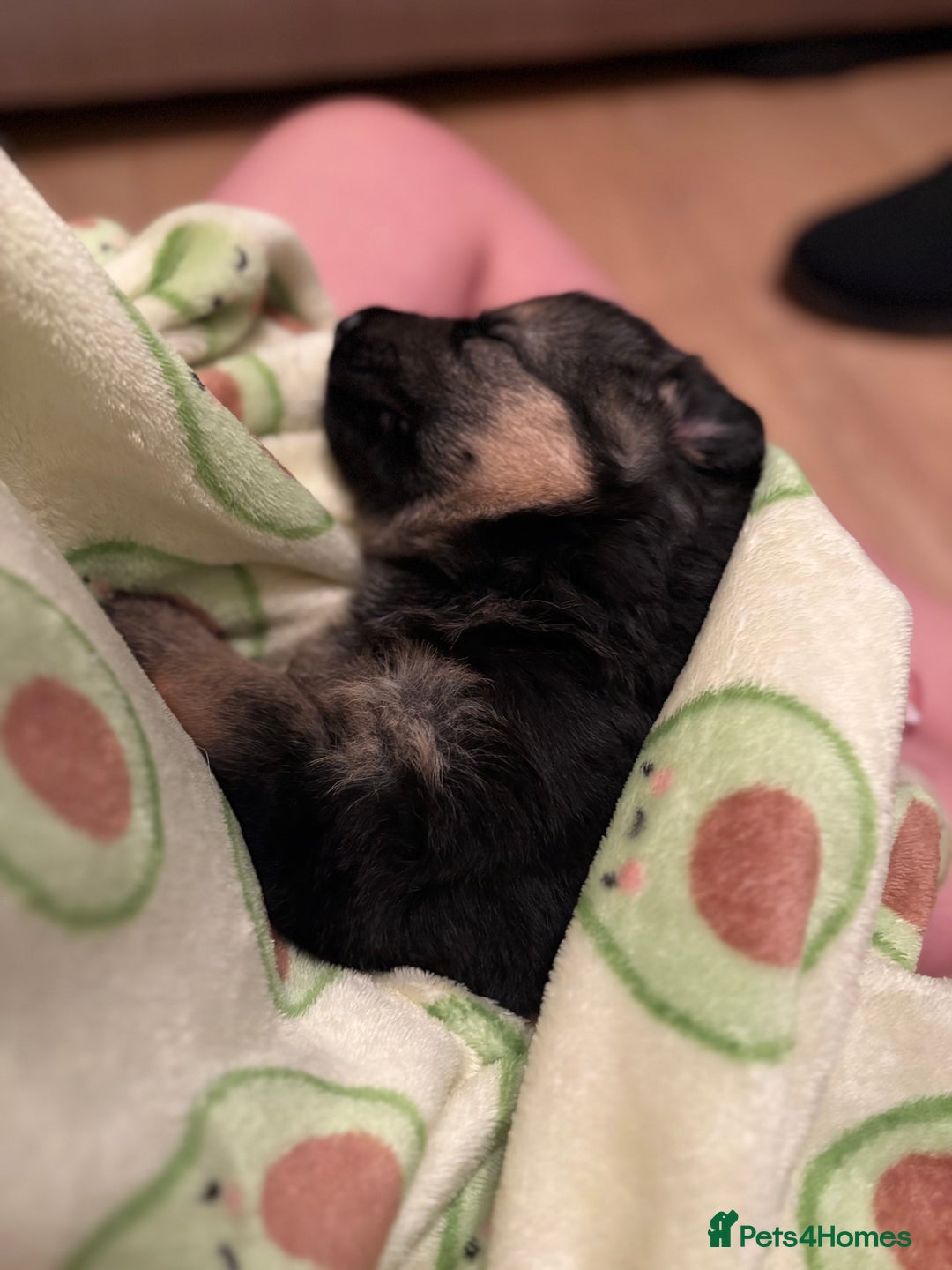 German Shepherd dogs for sale: KC/PEDIGREE GERMAN SHEPHERDS - Image 5