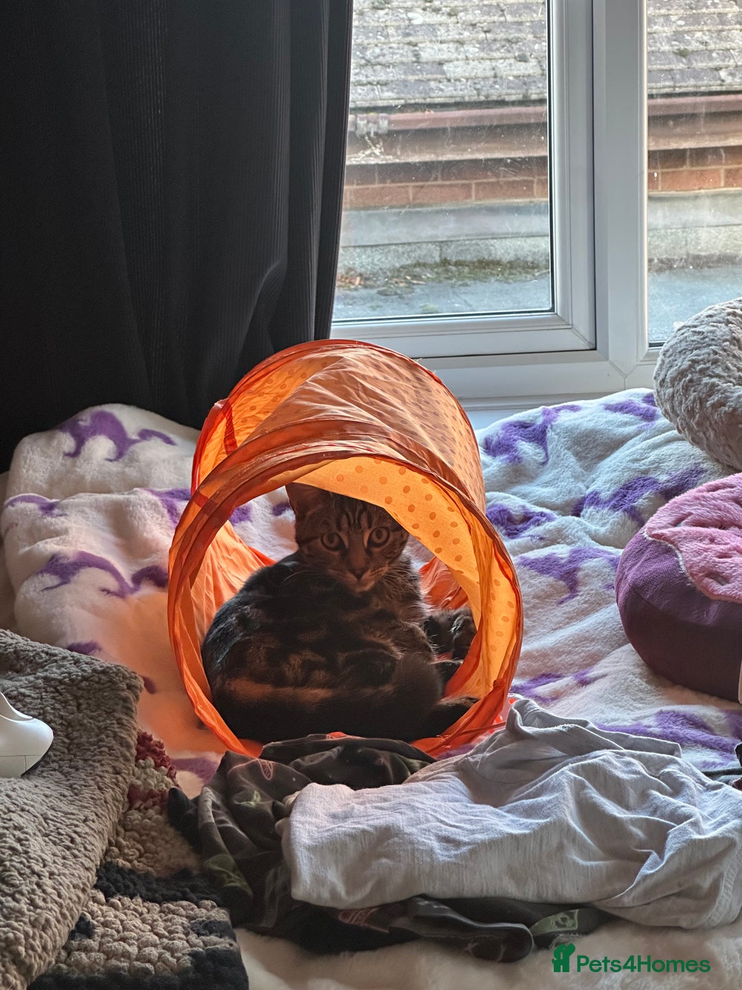 Mixed Breed cats for sale: Kitten for re homing  - Advert 3