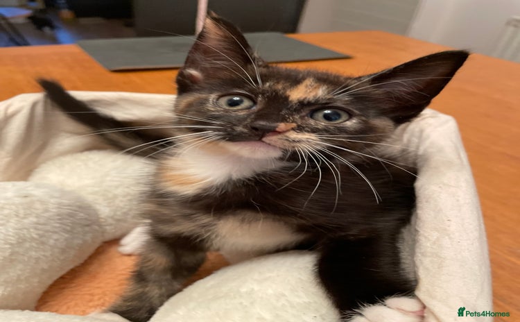 Mixed Breed cats - Advert 11