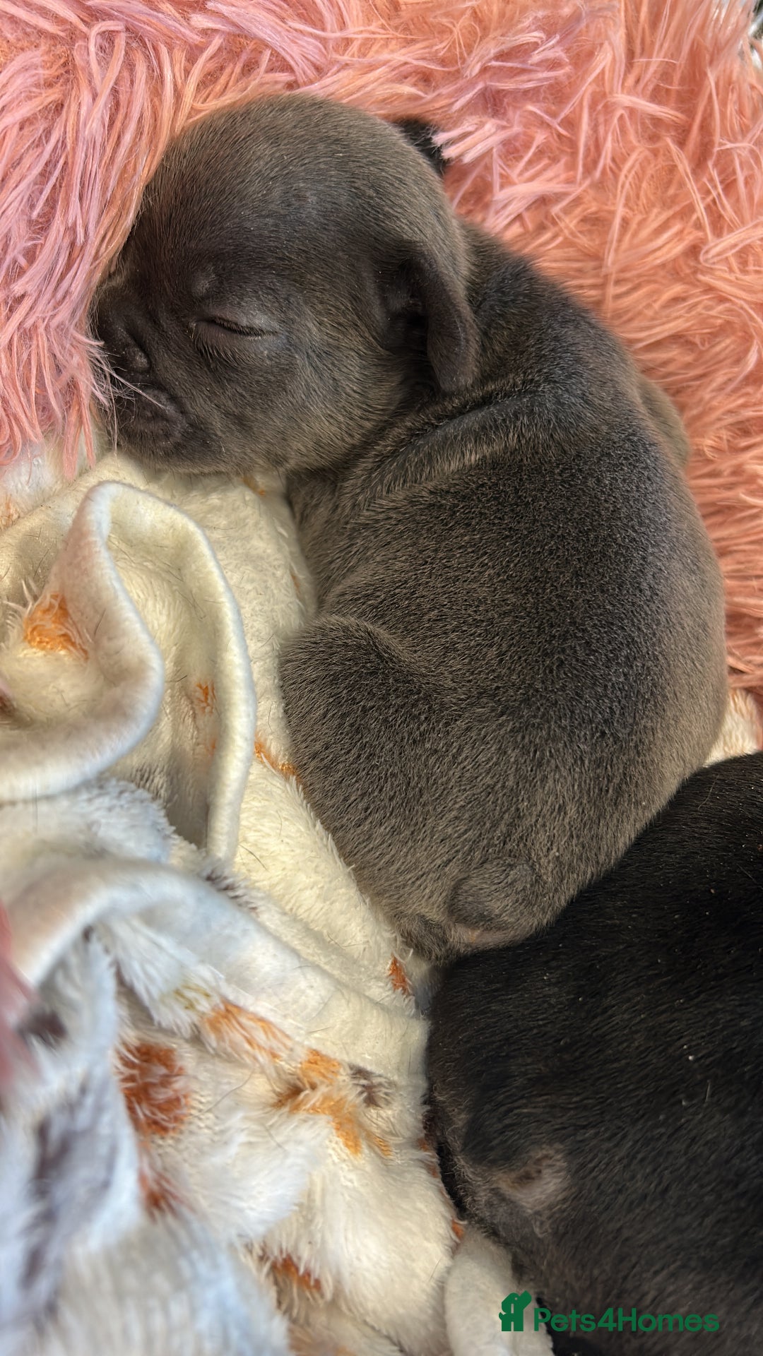 French Bulldog dogs for sale: 2 French bull dog puppies  - Image 3