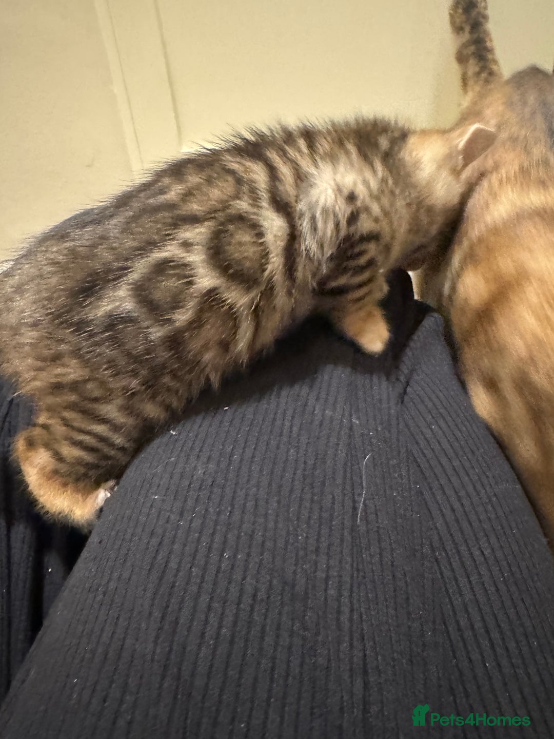 Bengal cats for sale: 💕 Pedigree Rosetted bengal kittens 💕 - Advert 18
