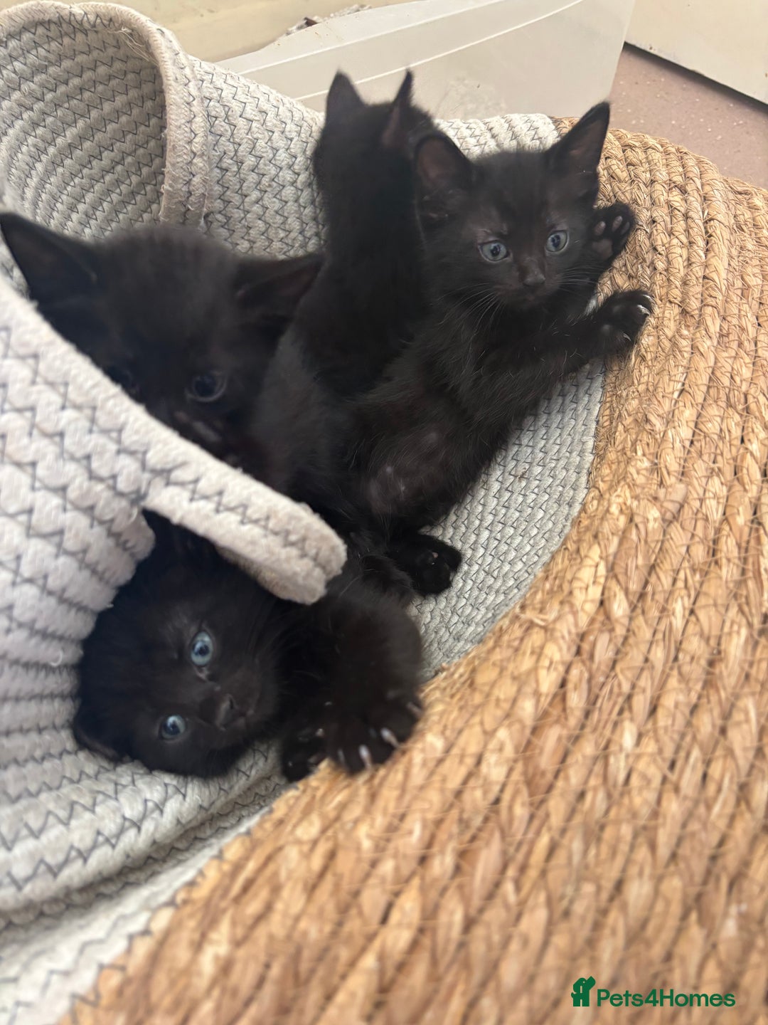 Bombay cats for sale: 10 week old - Image 3