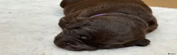Labrador Retriever dogs for sale: Beautiful Chocolate Labrador Puppies - 09/03/2026 - Advert 30