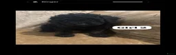 Miniature Poodle dogs for sale: Poodle puppies  - Advert 9