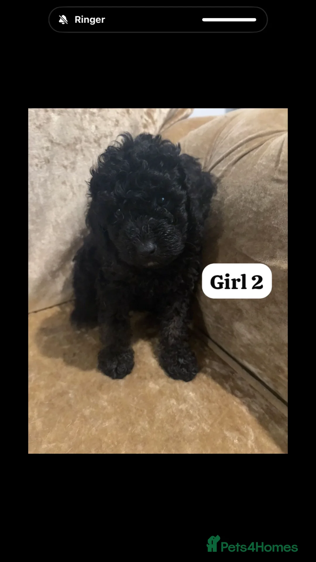Miniature Poodle dogs for sale: Poodle puppies  - Advert 9