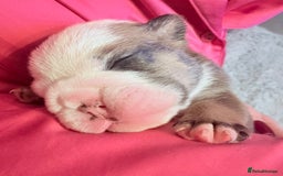 English Bulldog dogs for sale: Traditional English Bulldog Puppies  - Image 22