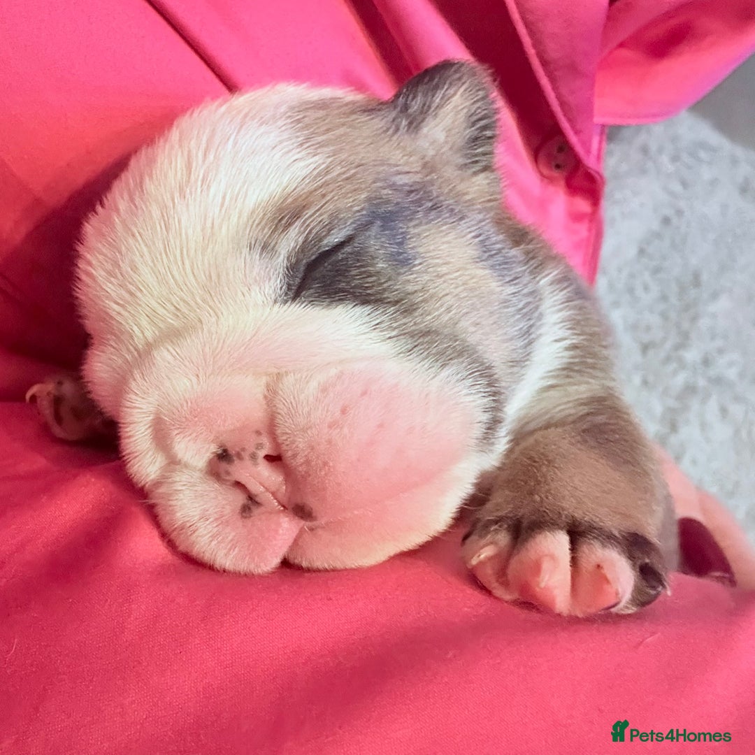 English Bulldog dogs for sale: Traditional English Bulldog Puppies  - Image 22