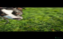 Staffordshire Bull Terrier dogs for sale:  Unique Classic Markings - Image 8