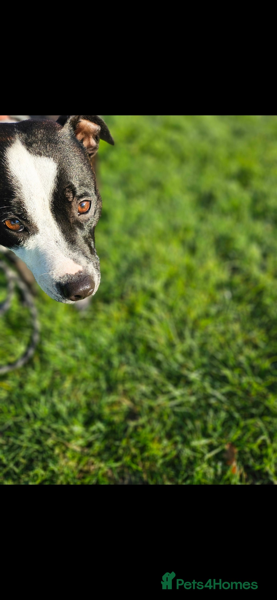 Staffordshire Bull Terrier dogs for sale:  Unique Classic Markings - Image 8