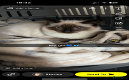 Ragdoll cats for sale: Ragdoll - Image 1