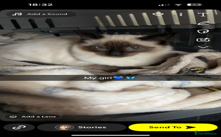 Ragdoll cats - Advert 7