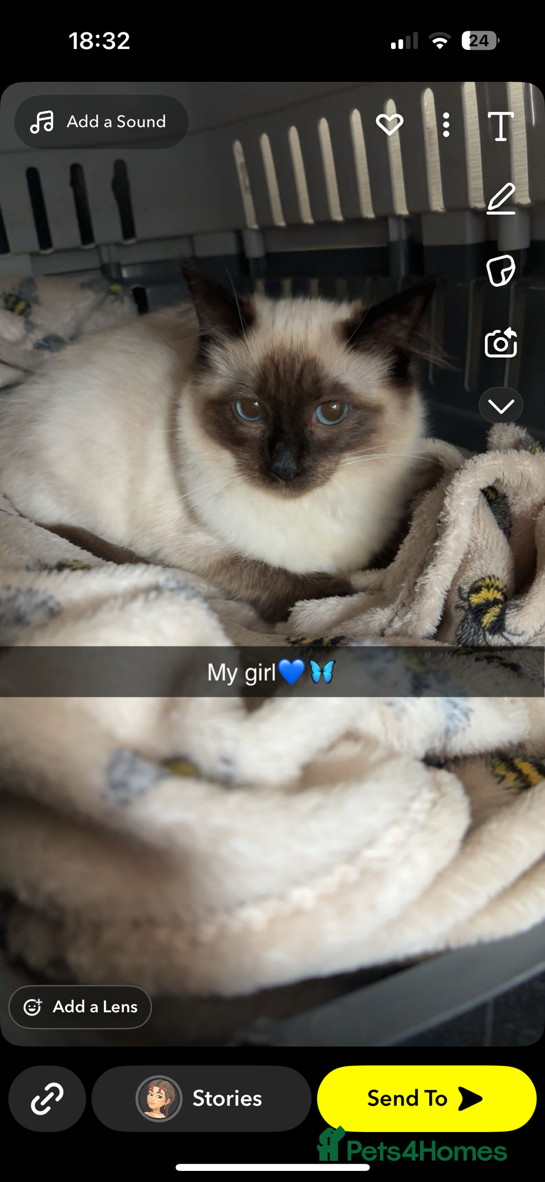 Ragdoll cats for sale: Ragdoll - Image 1