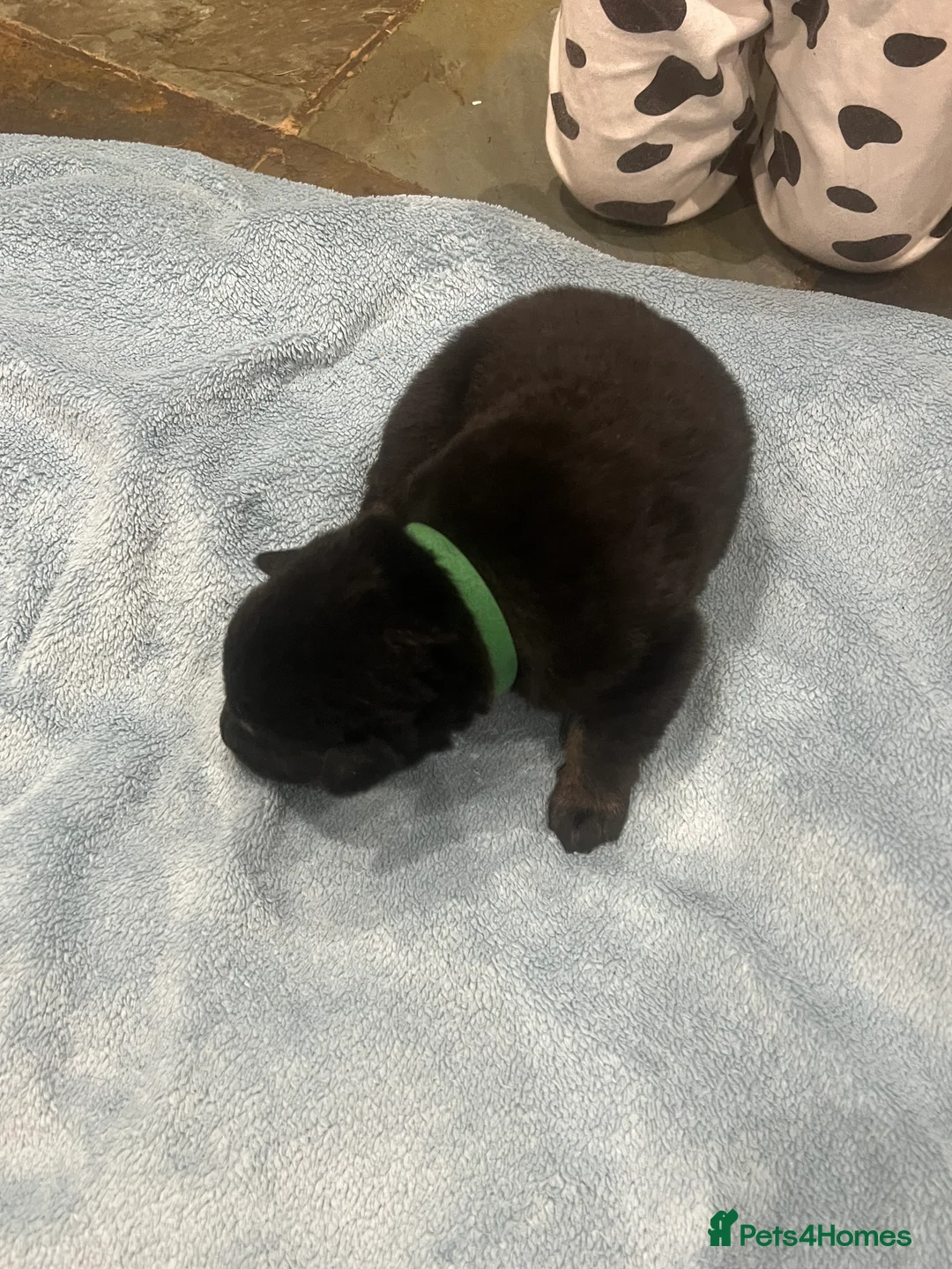 Mixed Breed dogs for sale: Alaskan Shepherd Puppies  - Advert 8