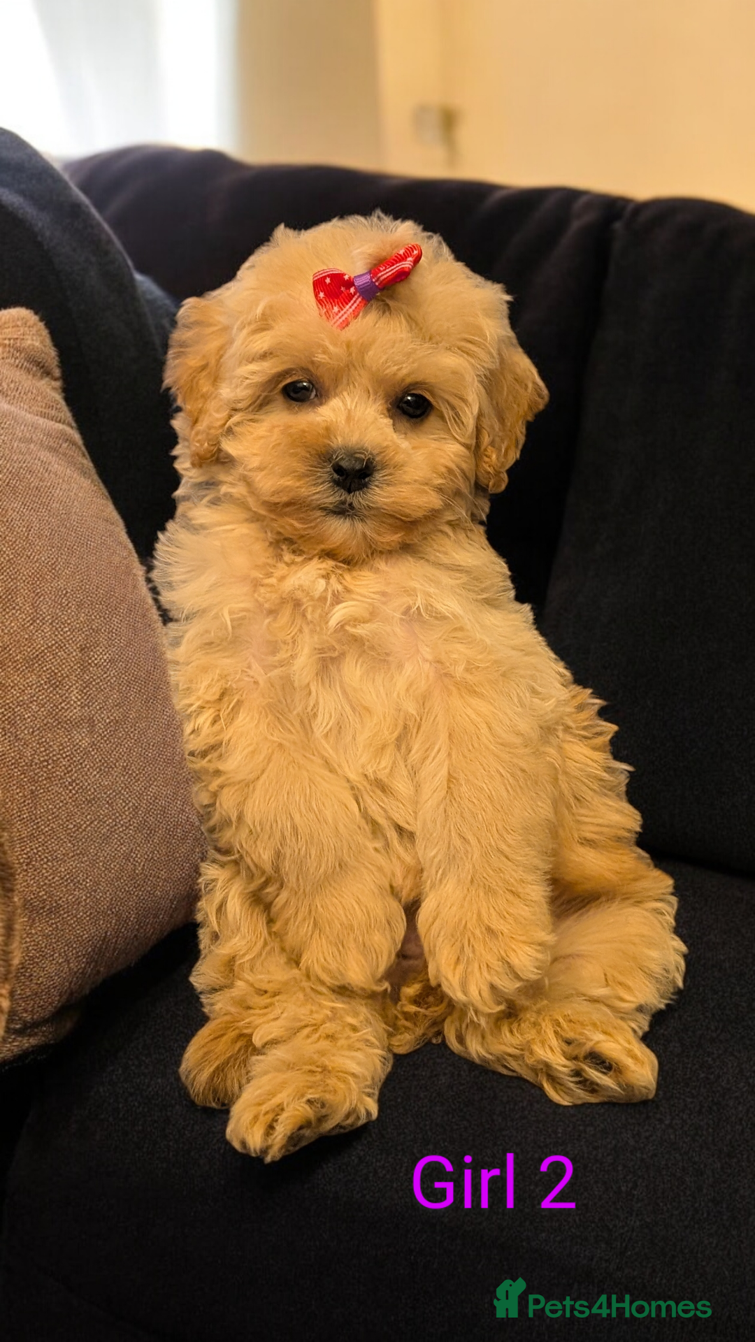 Shihpoo dogs for sale: Stunning Toy Shihpoos puppies  - Advert 10