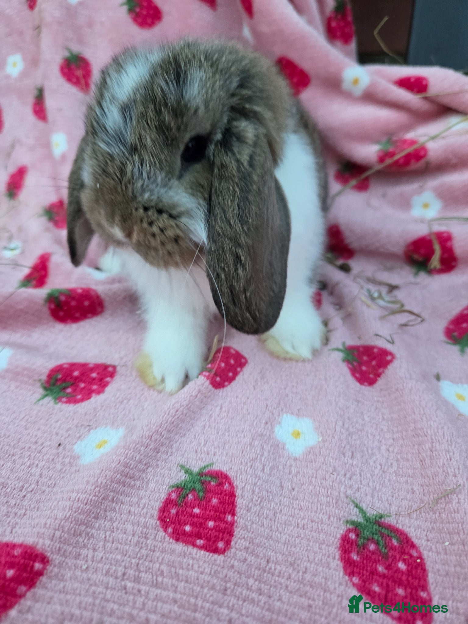 German Lop rabbits Very tame German Lop ☆Last 1 left☆ - Advert 2