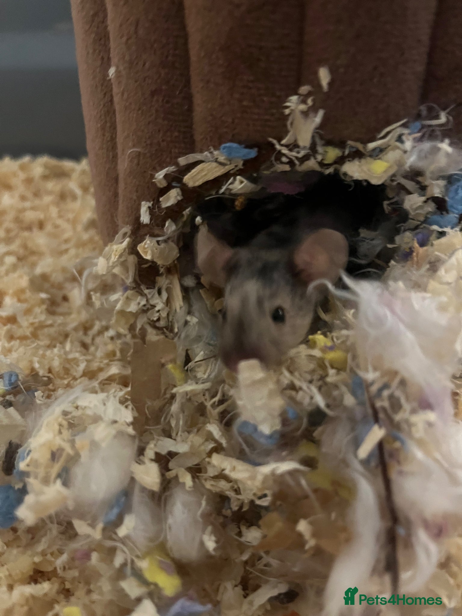 Mouse rodents FEMALE MOUSE NEEDS REHOMING - Advert 1