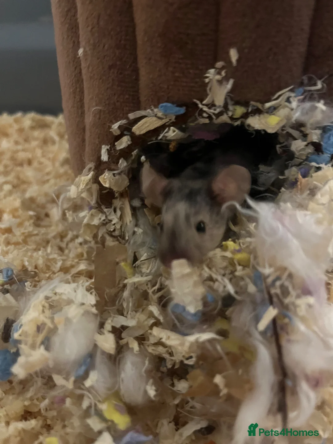 Mouse rodents for sale: FEMALE MOUSE NEEDS REHOMING - Advert 1