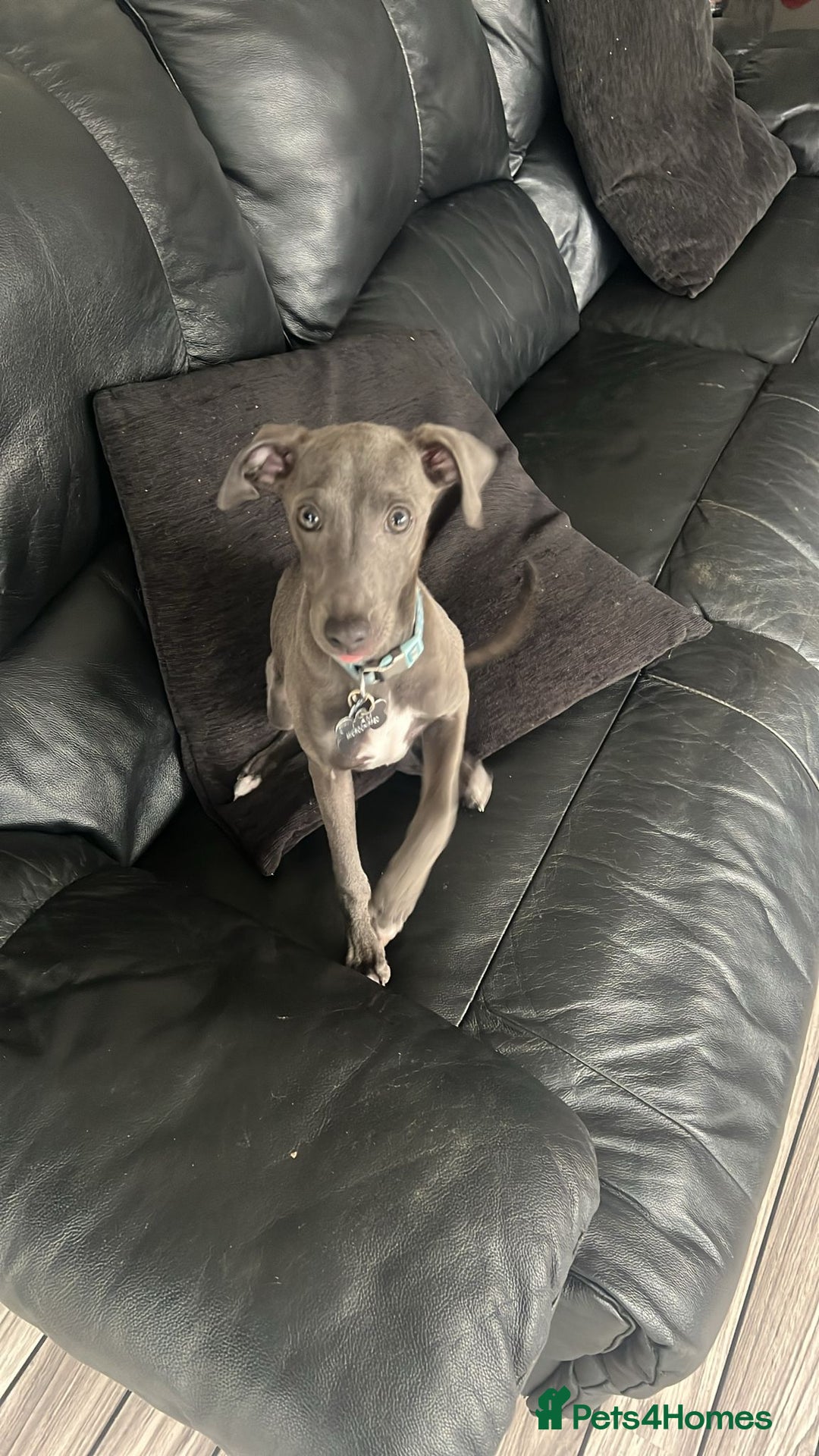 Italian Greyhound dogs for sale: Blue Male Italian Greyhound - 15 months old - Advert 6