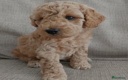 Cockapoo dogs for sale: F1B Small Cockapoo Puppies. Only 2 boys available  - Image 6