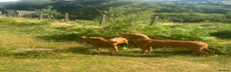 Hungarian Vizsla dogs for sale: Beautiful KC Reg Hungarian Vizsla Puppies - Advert 14