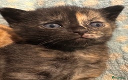 Domestic Shorthair cats for sale: 🐾Sorry….All REHOMED now 🥰 🐾 - Advert 22