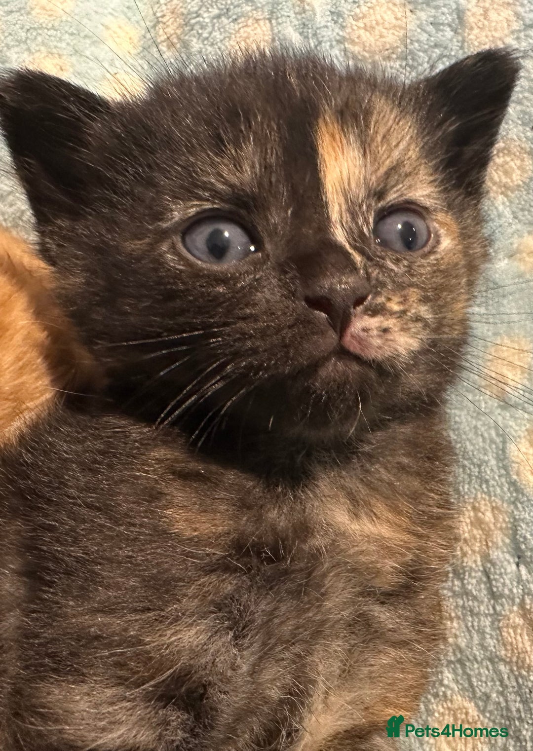 Domestic Shorthair cats for sale: 🐾Sorry….All REHOMED now 🥰 🐾 - Advert 22