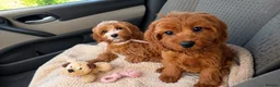 Cavapoo dogs for sale: TOY Cavapoo boys  - Advert 2