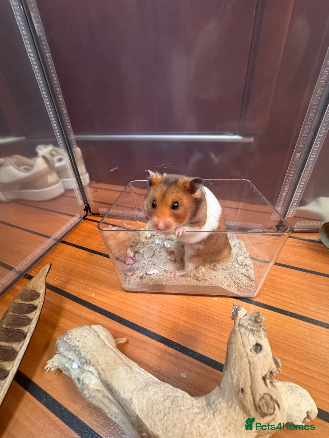 Hamster rodents for sale: Male Syrian hamster 🐹  - Advert 2