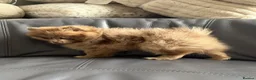 Pomeranian dogs for sale: READY🏡DWKC✨DNA 100% POM!🧬HEALTH TESTED!🧬 - Advert 5