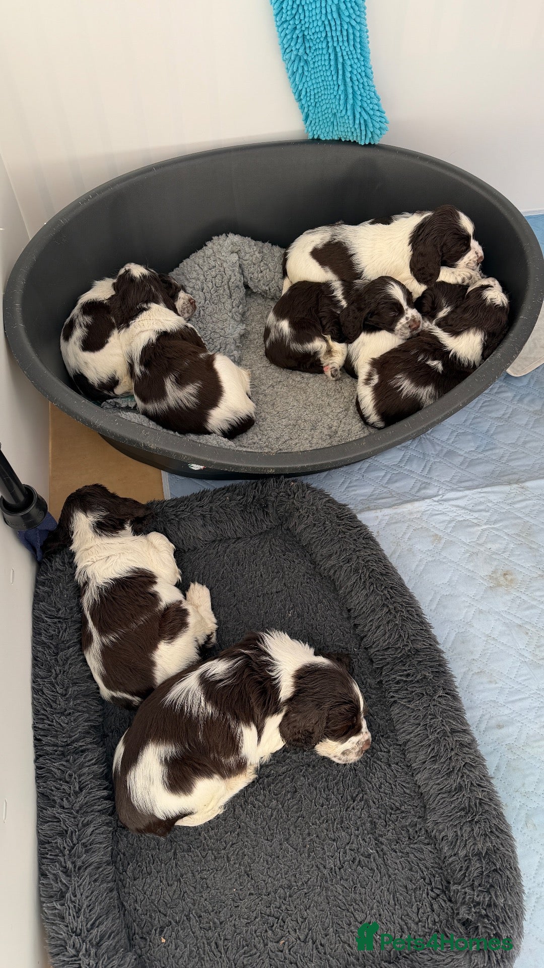 English Springer Spaniel dogs Show bred English Springer Spaniel puppies - Advert 2