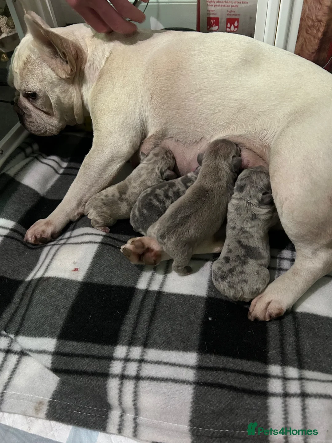 French Bulldog dogs for sale: 1 boy left  in Coventry - Advert 1