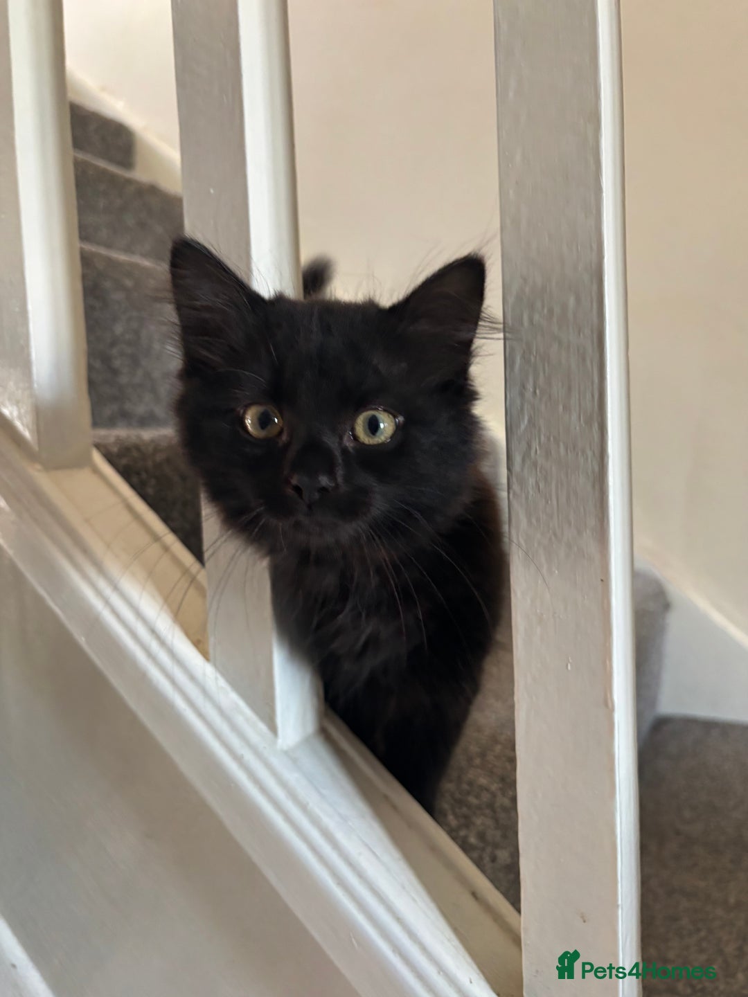 British Longhair cats for sale: Kittens for sale  - Image 6