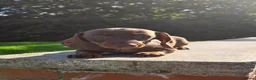 Miniature Dachshund dogs for sale: Beautiful choc & tan female - Advert 11