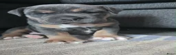Mixed Breed dogs for sale: Bear  in Looe - Advert 6