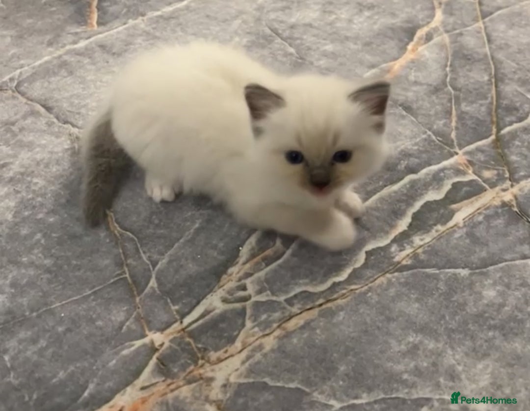 Ragdoll cats for stud: TICA RAGDOLL STUD CAT FOR SALE GRAND EUR CHAMP BL! - Image 10