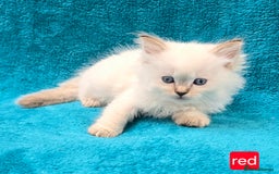Ragdoll cats for sale: PEDIGREE GCCF REG CHAMPION LINE RAGDOLL KITTENS - Image 9