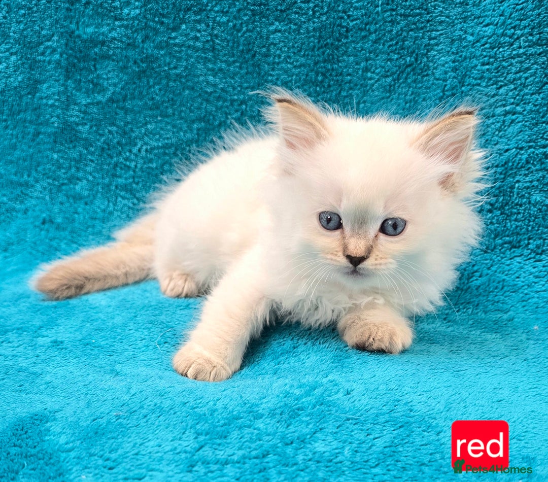 Ragdoll cats for sale: PEDIGREE GCCF REG CHAMPION LINE RAGDOLL KITTENS - Image 9