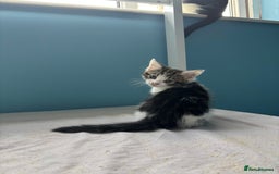 Domestic Shorthair cats for sale: Cute Kittens - Image 9
