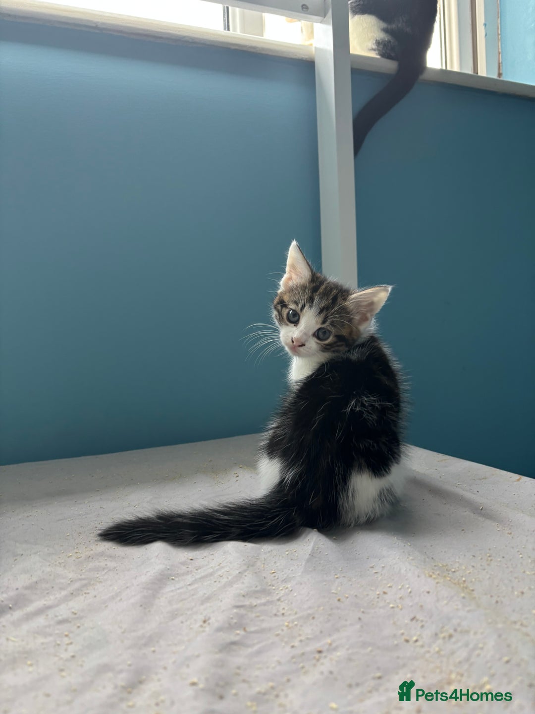 Domestic Shorthair cats for sale: Cute Kittens - Image 9
