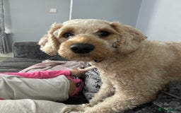 Labradoodle dogs for sale: Labradoodle  - Image 2