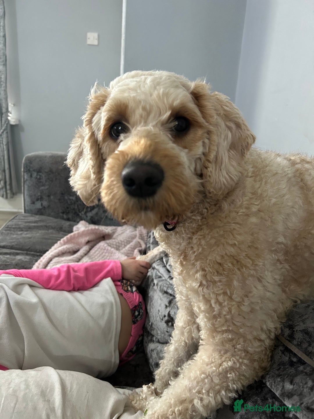 Labradoodle dogs for sale: Labradoodle  - Image 2