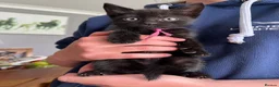 Mixed Breed cats for sale: 5 Mixed breed kittens - Advert 6